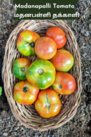 Madanapalli tomato (மதனபள்ளி தக்காளி)