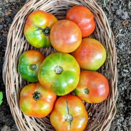 Madanapalli tomato (மதனபள்ளி தக்காளி)