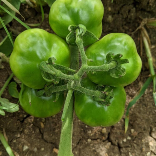 Muppatai tomato (முப்பட்ட தக்காளி)