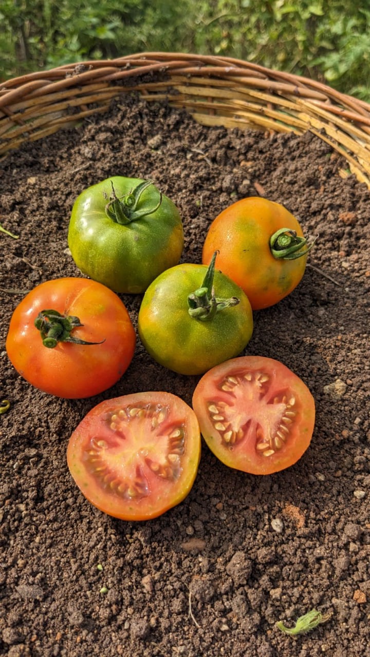 Nattu Tomato(30 - 40seeds ) - Image 2