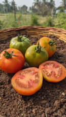 Nattu Tomato