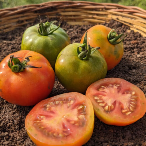 Nattu Tomato