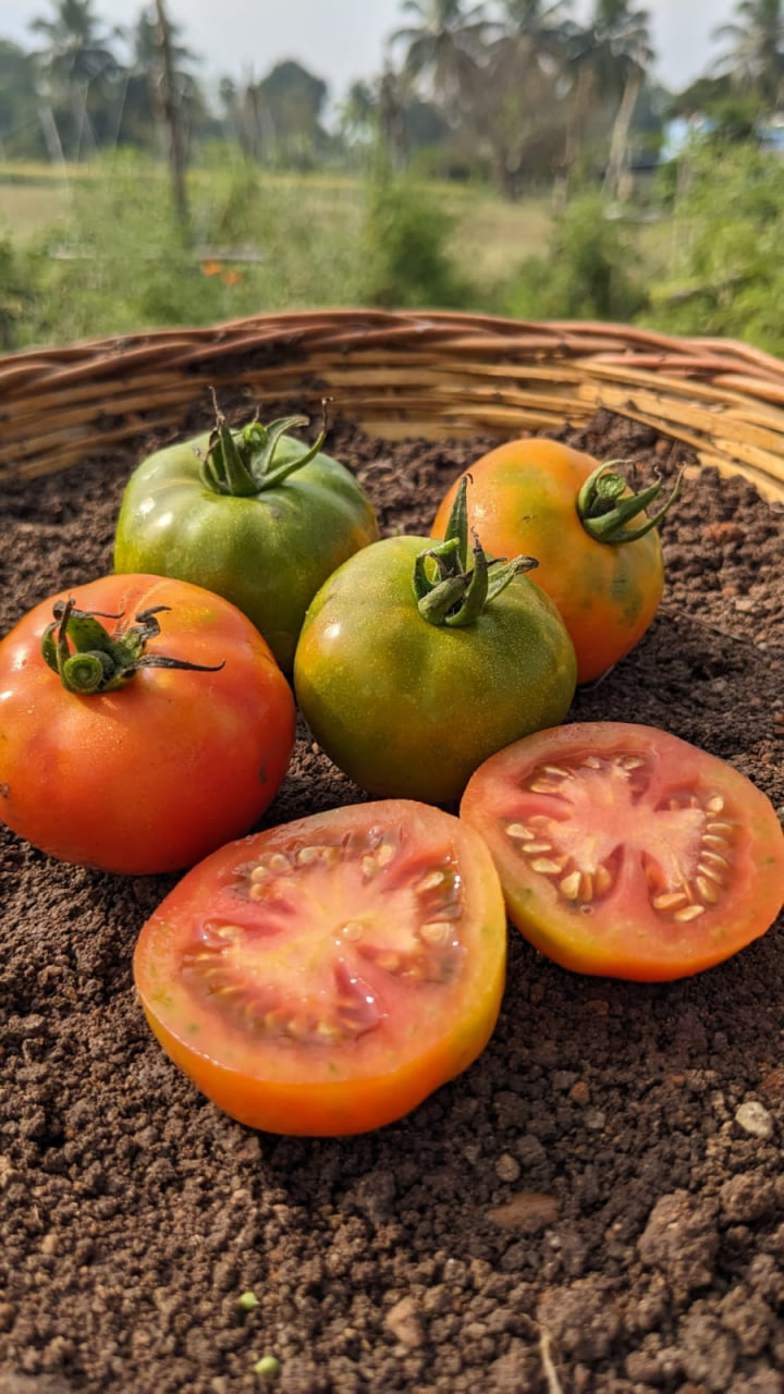 Nattu Tomato