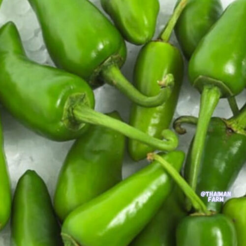 Nattu chilli