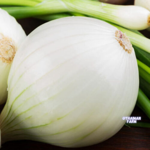 Onion வெங்காயம்