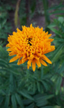 Orange Teddybear marigold (கூர்முனை செண்டுமல்லி)