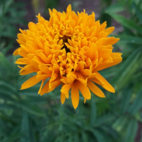 Orange Teddybear marigold (கூர்முனை செண்டுமல்லி)