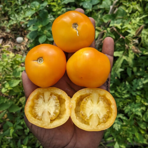 Orange stuffer Tomato