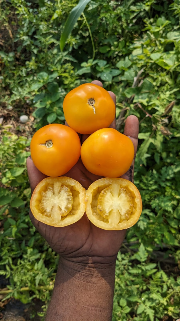 Orange stuffer Tomato
