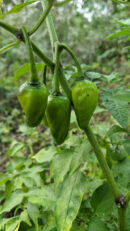 Palegreen chilli (கூம்பு மிளகாய்)