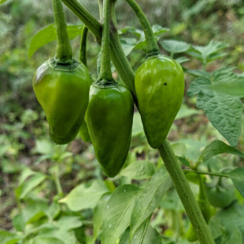 Palegreen chilli (கூம்பு மிளகாய்)