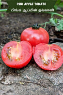 Pink apple Tomato