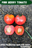 Pink berry Tomato