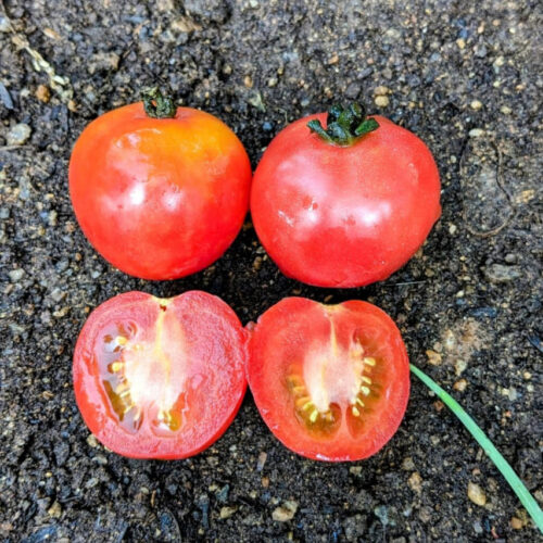 Pink berry Tomato
