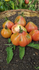 Pink oyster Tomato