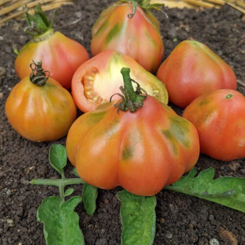 Pink oyster Tomato