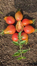 Pink pear Tomato