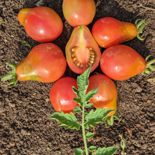 Pink pear Tomato