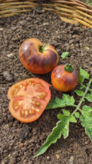 Pink shade Tomato