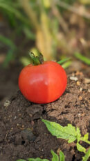 Pink vine Tomato