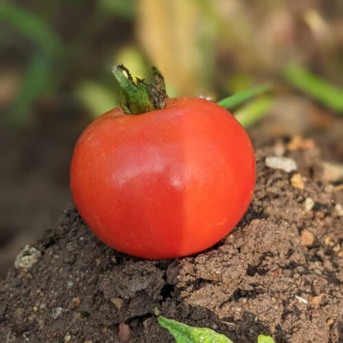 Pink vine Tomato