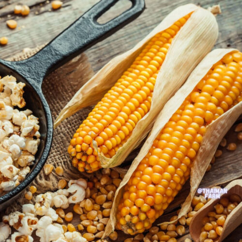 Pop corn