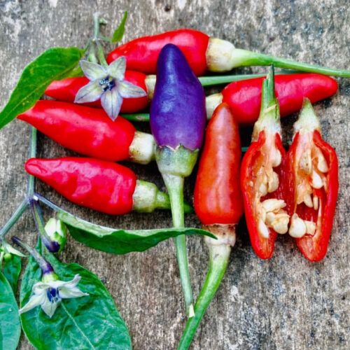Purple kandhari chilli