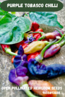 Purple tobasco chilli