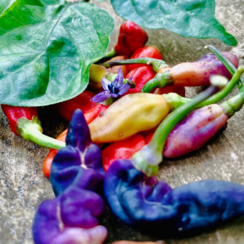 Purple tobasco chilli