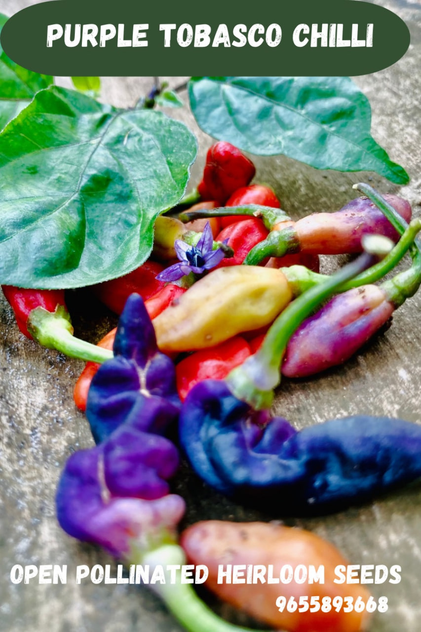 Purple tobasco chilli