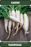 Radish முள்ளங்கி