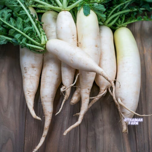 Radish முள்ளங்கி