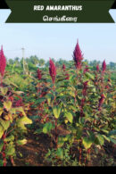 Red amaranthus (சிவப்பு தண்டுக்கீரை)