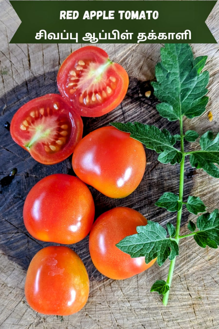 Red apple Tomato