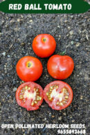 Red ball tomato