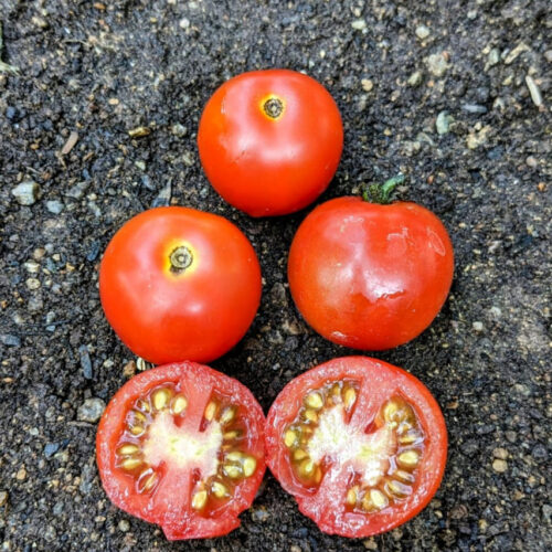 Red ball tomato