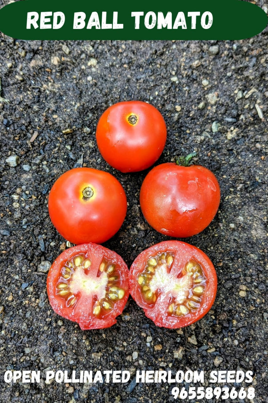 Red ball tomato