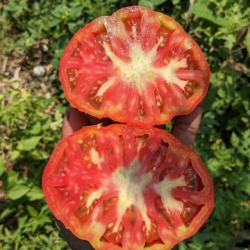 Red beefsteak Tomato