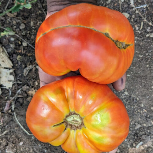Red beefsteak Tomato