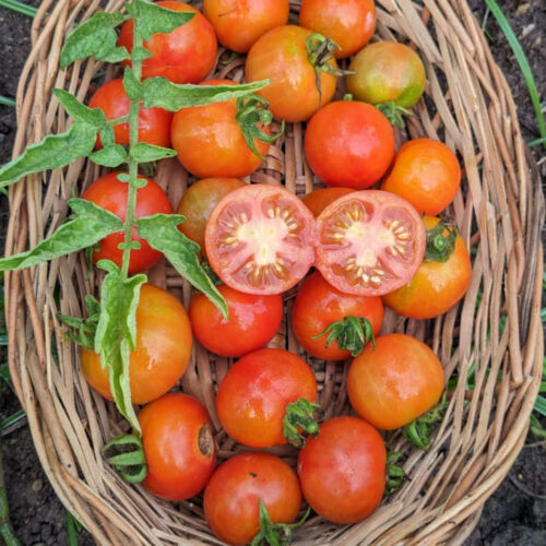 Red berry Tomato