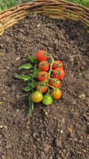 Red currant tomato