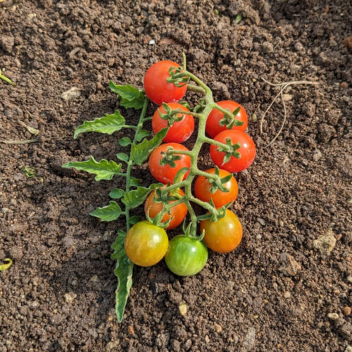 Red currant tomato