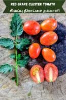 Red grape cluster Tomato