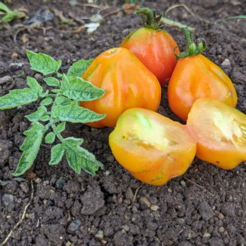 Red oyster Tomato