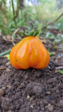 Red oyster Tomato