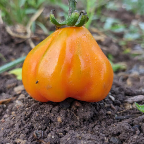 Red oyster Tomato