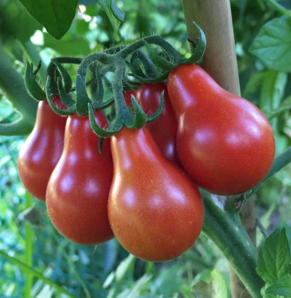 Red paer tomato (சிவப்பு குடம் தக்காளி)