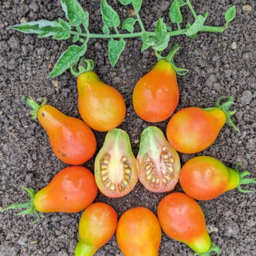 Red pear Tomato