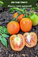 Red plum Tomato