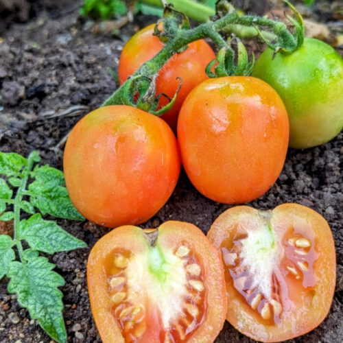 Red plum Tomato
